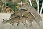 3_DEER.jpg